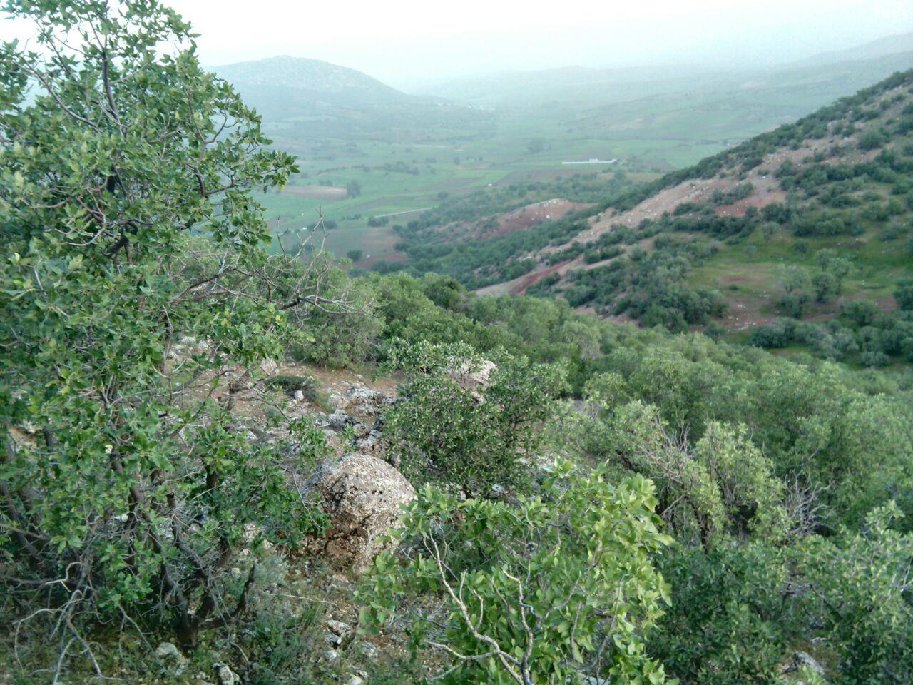 طبیعت سبز روستای سرخک + تصاویر