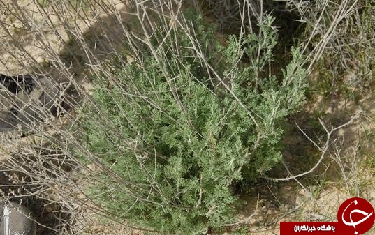 این گیاه در عرض یک ساعت سرطان را از پا درمی آورد+عکس