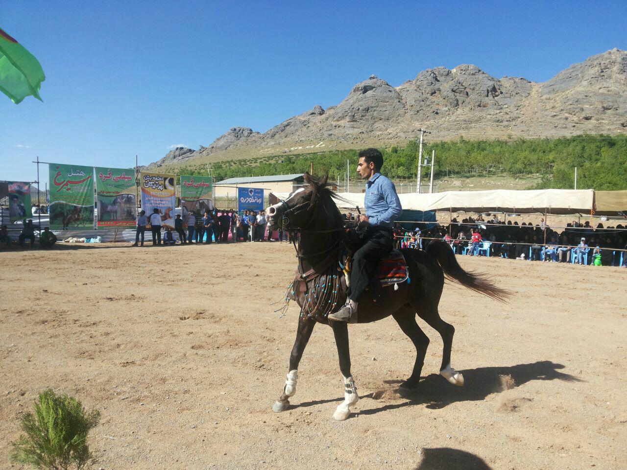 اولین جشنواره سوارکاری وزیبایی اسب + تصاویر