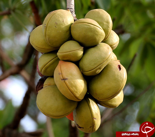 عکس هایی که بوی زندگی می دهد