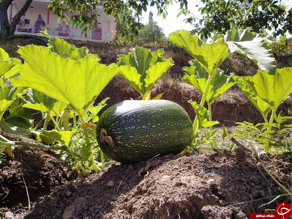 عکس هایی که بوی زندگی می دهد