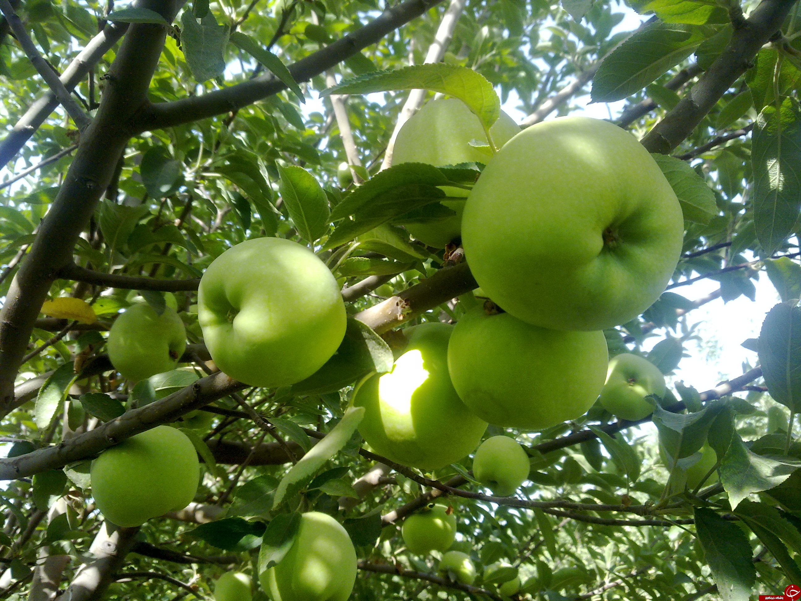 عکس هایی که بوی زندگی می دهد