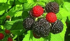 آشنایی با خواص تمشک