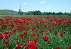دشت لاله&zwnj;های سرخ در روستای لاچوان + تصاویر