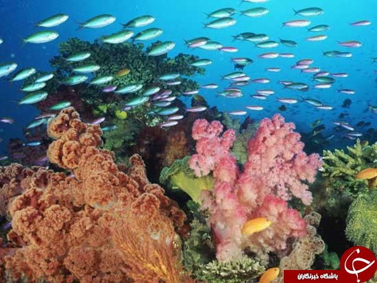 خارق العاده ترین موجودات دراعماق دریا +تصاویر