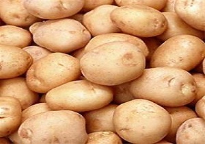 سیب زمینی در استان عملکردی 45 تنی دارد