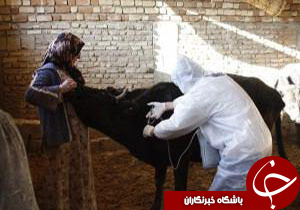 ایمن سازی دامهای سبک و سنگین در چناران علیه تب برفکی
