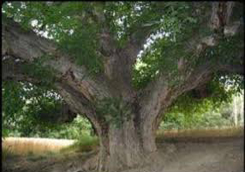 روستای درکش جاذبه گردشگری در خراسان شمالی