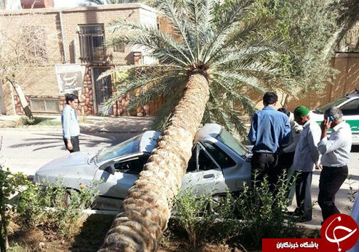 شهروندخبرنگار؛نخلی که پراید را له کرد + تصاویر