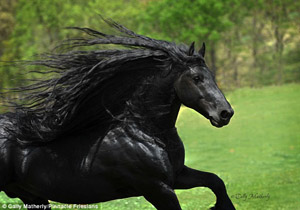 نظافت پرزحمت خوش تیپ ترین اسب جهان/ چگونه فردریک کبیر زیباترین اسب جهان می شود؟+تصاویر