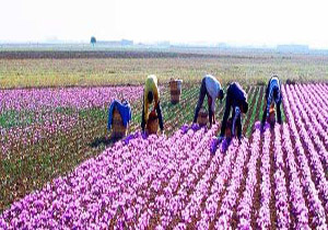 شیوه کاشت گل محمدی عوض شد