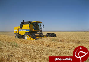 آغاز برداشت 40 هزار تن جو از مزارع زیر کشت تربت جام