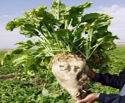 افزایش سطح زیر کشت چغندر قند در خوزستان