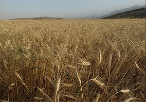 خرید 30 هزار تن دانه کلزا از کشاورزان همزمان با خرید گندم