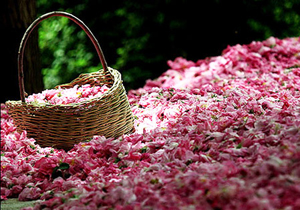 ۱۵۰ میلیارد تومان پول خوشبو