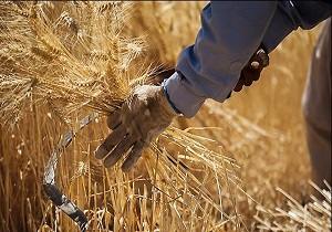 پیش بینی برداشت 250 هزار تن گندم از مزارع شهرستان بیله سوار