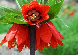 مراقب سر به زیرترین لاله های ایرانی باشیم
