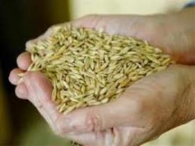مراکز جدید برای تحویل محصول جوکاران گلستانی