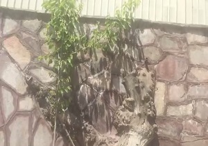 درختی که قربانی نمای ساختمان شد + فیلم