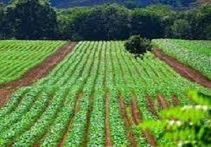 کشت بیش از 3هزار هکتار نخود دیم در کنگاور