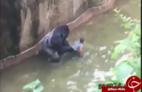 تصاویرسقوط پسرچهارساله در قفس گوریل
