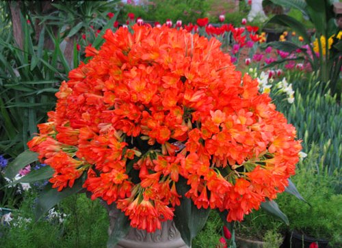 گل خورشیدی زینت بخش فضای خانه+ تصاویر گل خورشیدی زینت بخش فضای خانه+ تصاویر