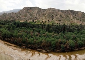 ریزگردها نفس گیاهان زاگرس را به شماره انداخته است
