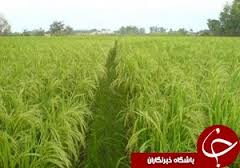 کشت شلتوک در خرمشهر