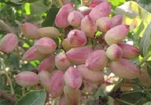 ایران در سکوی نخست تولید پسته قرار گرفت