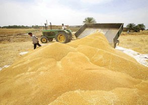 تحویل گندم جوانه زده کشاورزان کلاله ای