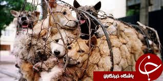 آغاز تهوع&zwnj;آورترین جشنواره جهان/ چینی&zwnj;ها 10 هزار سگ را ظرف 10 روز می&zwnj;خورند!+10 عکس