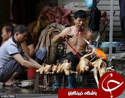 آغاز تهوع&zwnj;آورترین جشنواره جهان/ چینی&zwnj;ها 10 هزار سگ را ظرف 10 روز می&zwnj;خورند!+10 عکس