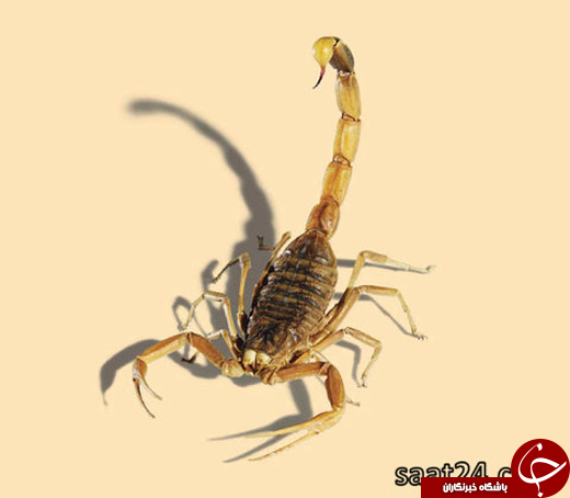 عکس/ خطر مرگ در کمین انسان با قورباغه&zwnj;ی دارتی و مورچه&zwnj;ی سیفو