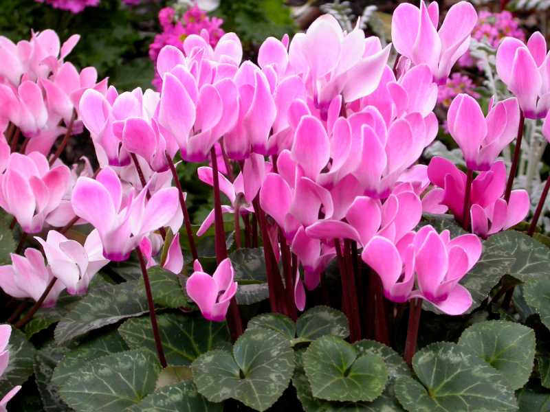 گیاه سیکلامن طراوت بخش خانه و کاشانه+ تصاویر