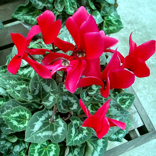 گیاه سیکلامن طراوت بخش خانه و کاشانه+ تصاویر