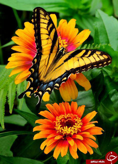 سفربه دنیای حیوانات از دریچه اینستاگرام نشنال جئوگرافی
