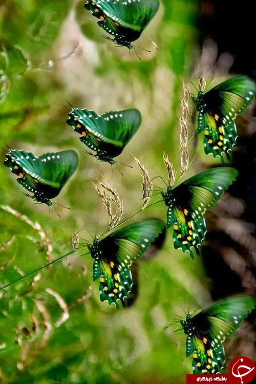 سفربه دنیای حیوانات از دریچه اینستاگرام نشنال جئوگرافی