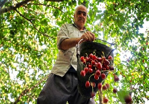 پیش بینی برداشت بیش از 10 هزار تن گیلاس در استان آذربایجانغربی
