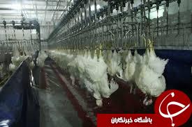 کشتارگاه صنعتی طیور ایرانشهر پیشرو در ساماندهی عرضه مرغ زنده