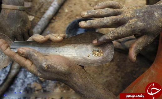 کشف طلا در ادرار گاوهای هندی+عکس