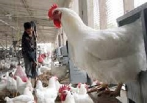 فعالیت 432 واحد پرورش مرغ نیمچه گوشتی