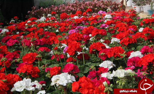 کارآفرینی جوان دامغانی و پرورش گلهای گلخانه ای
