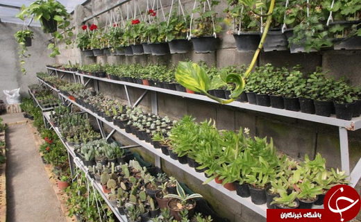 کارآفرینی جوان دامغانی و پرورش گلهای گلخانه ای