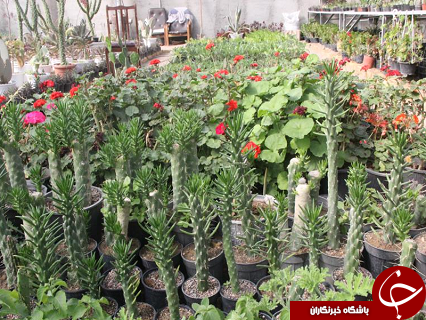 کارآفرینی جوان دامغانی و پرورش گلهای گلخانه ای