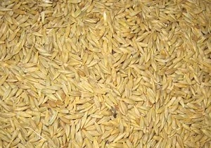 خرید تضمینی 3 هزار تن جو در استان چهارمحال و بختیاری