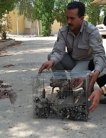 صیاد زنده‌گیر بلبل خرما در دام افتاد