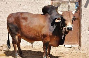 سنتز نژاد گاو دو رگ در خوزستان
