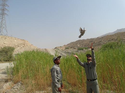 رها سازی سه قطعه کبک در شهرستان کنگان