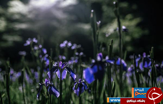 عکس/ ژاپن در یک روز بارانی یا یک نقاشی رویایی!