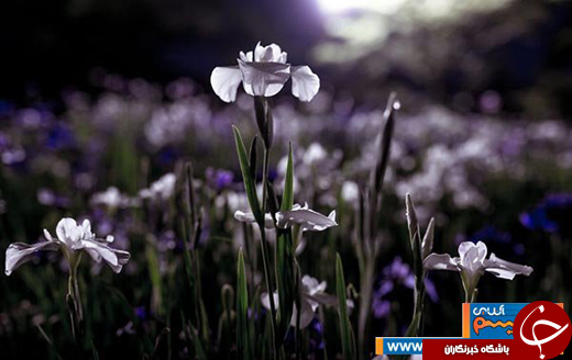 عکس/ ژاپن در یک روز بارانی یا یک نقاشی رویایی!